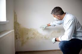 Mold Odor Removal Services in El Cerrito, CA